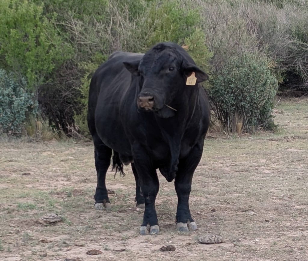 A black brangus bull grazing on a ranch.